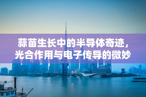 蒜苗生长中的半导体奇迹，光合作用与电子传导的微妙平衡