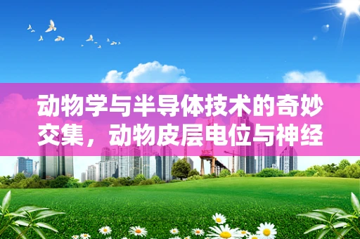 动物学与半导体技术的奇妙交集，动物皮层电位与神经元信号传导的类比研究
